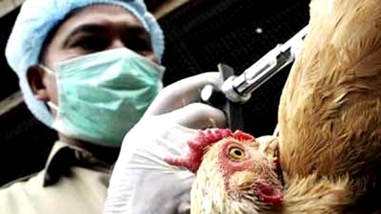 Brasil autoriza los ensayos en humanos de una vacuna contra la gripe aviar