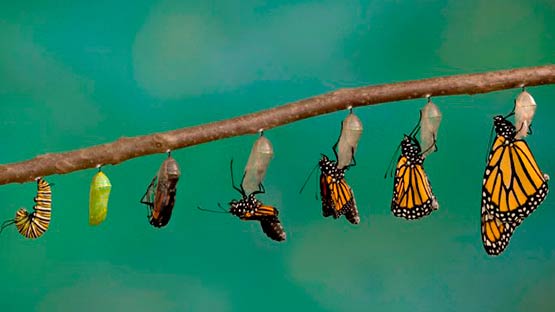 ¿Por qué casi todos los insectos sufren metamorfosis?