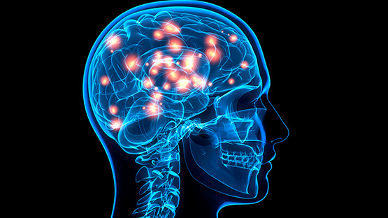 El cerebro humano no es uno, sino dos órganos
