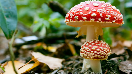 ¿POR QUÉ LOS HONGOS CRECEN CON LA LLUVIA?