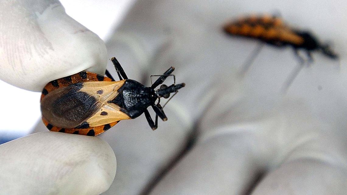 Chagas: 3 de cada 10 personas con la enfermedad desarrollan síntomas cardíacos o digestivos
