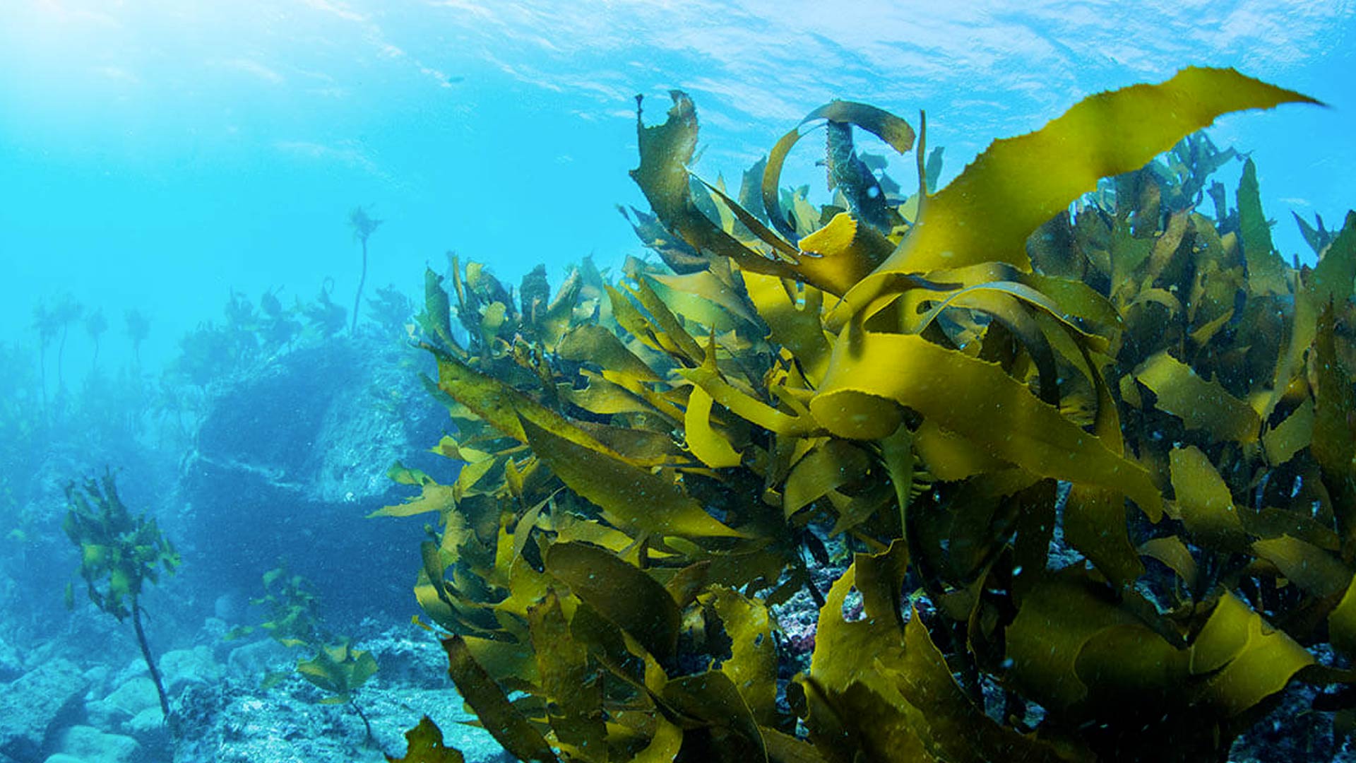 Undaria, un alga exótica que asedia las cosas