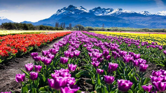 Ya se puede sobrevolar en globo el campo de tulipanes más grande de la Patagonia