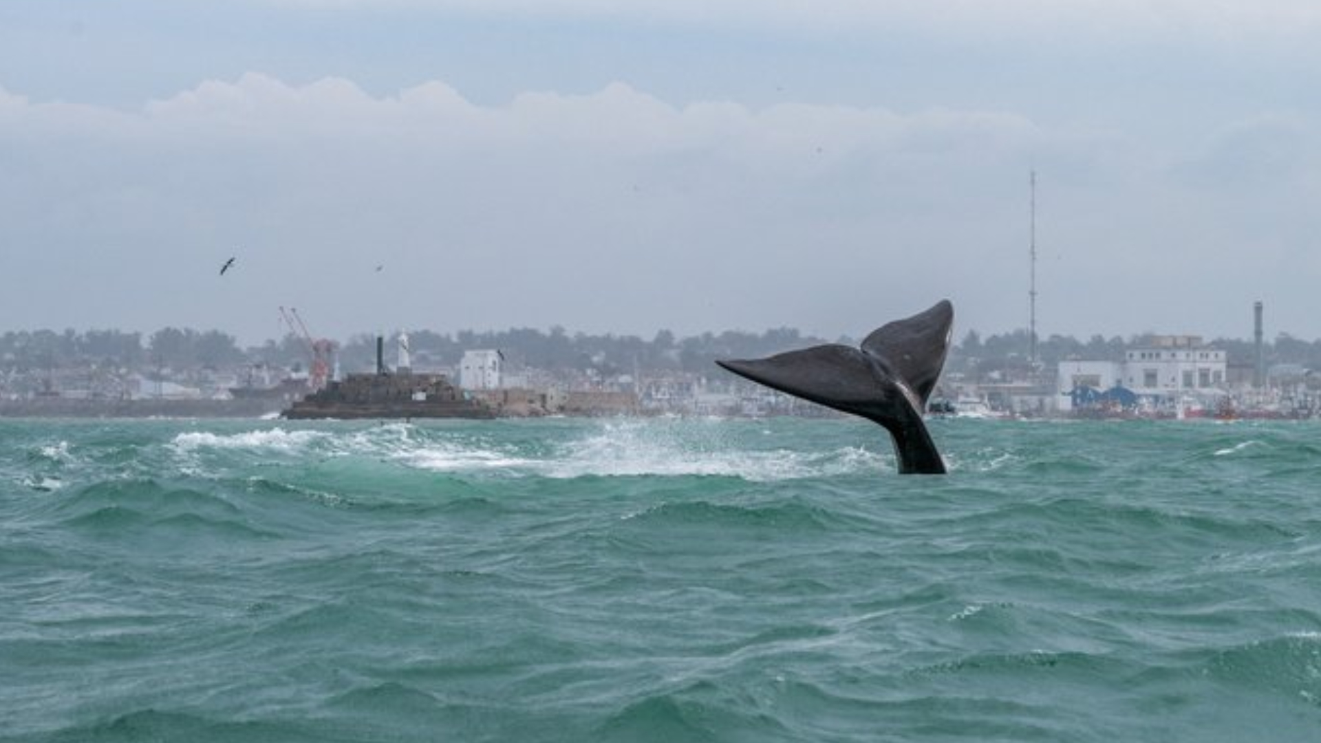 Comenzó la temporada de ballenas en Mar del Plata: desde dónde se las ve mejor