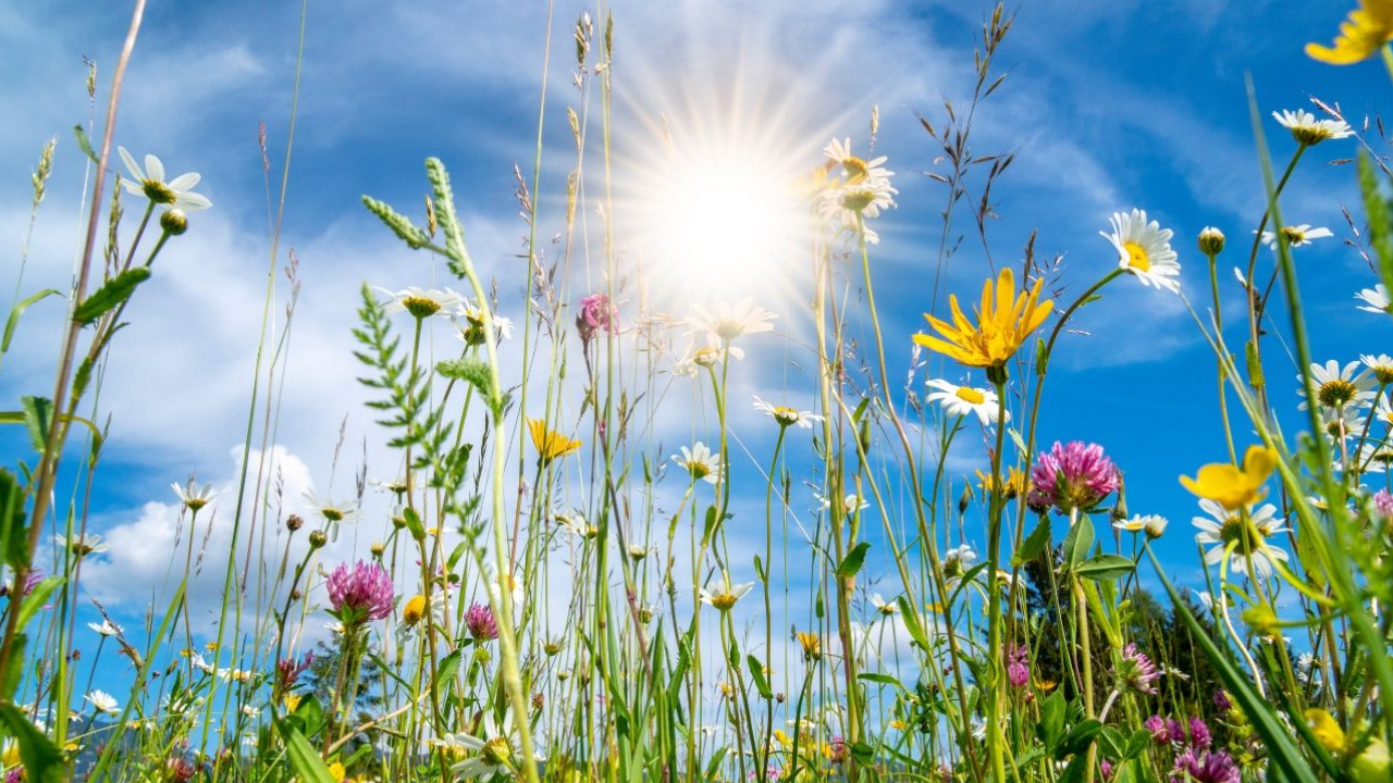 Se anticipa una primavera más cálida de lo habitual y con escasas lluvias