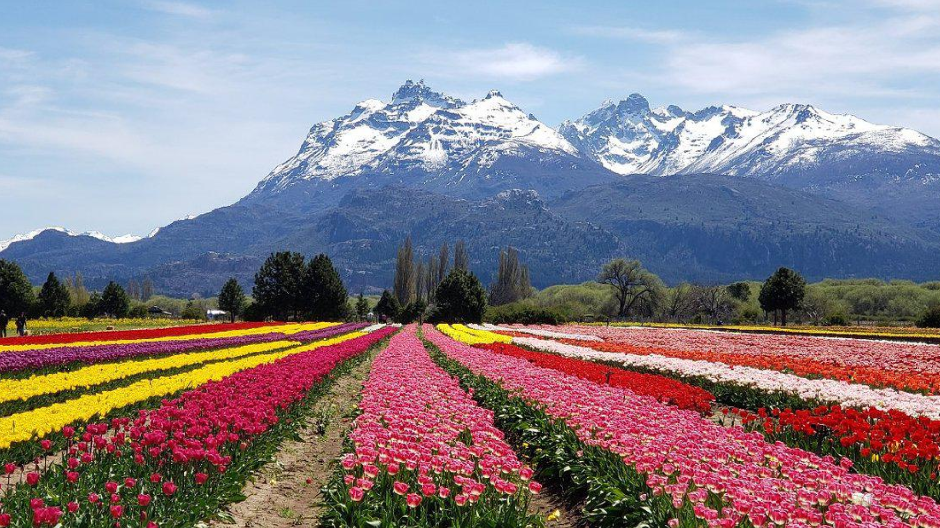 Se acerca la primavera y florece el impactante campo de tulipanes en la Patagonia: dónde y cómo visitarlo