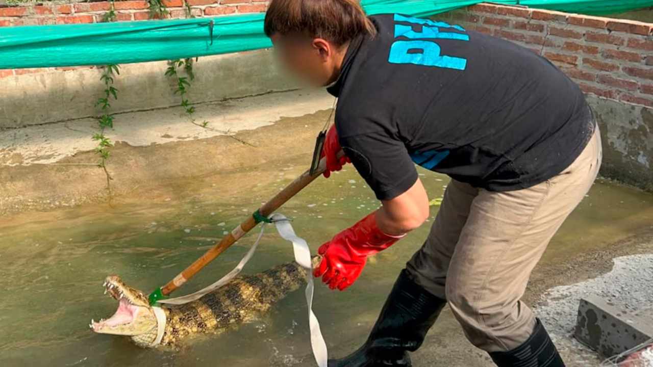 CABA: rescataron a un yacaré que vivía en el instituto Malbrán