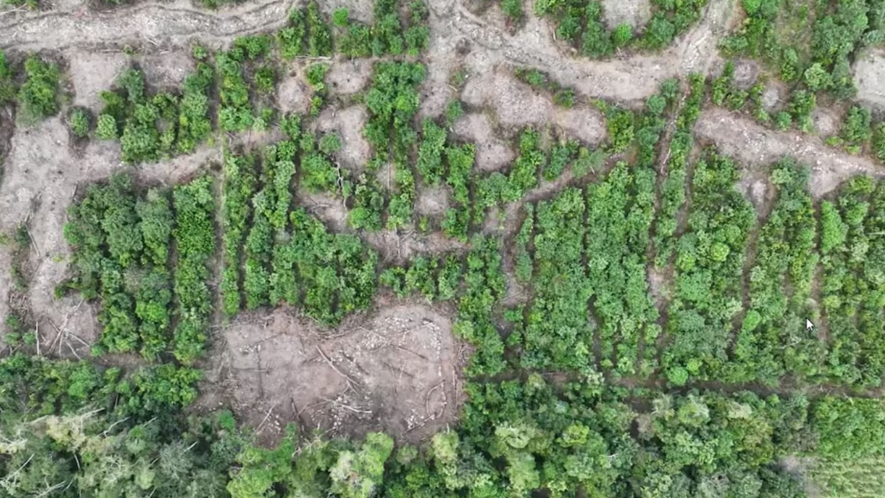 Encuentran las ruinas de una ciudad maya bajo la selva mexicana