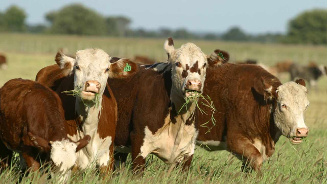 Un test portátil y rápido para la detección de la tuberculosis bovina