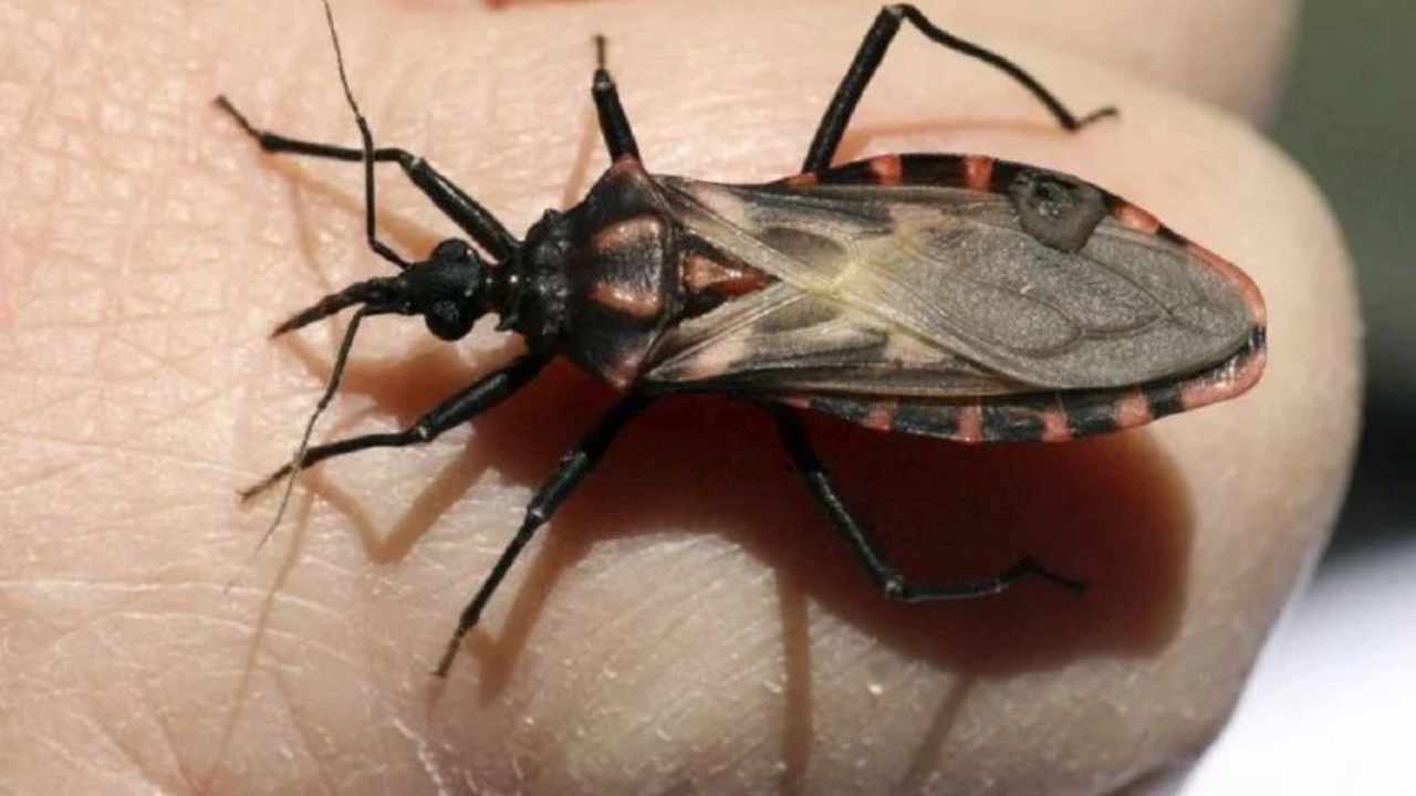 Especialistas del CONICET desarrollan una vacuna para prevenir y tratar la enfermedad de Chagas