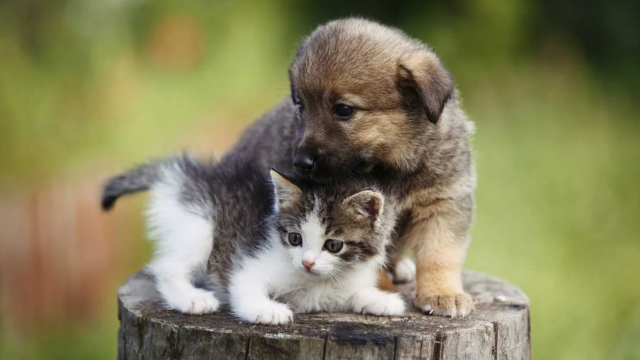 ¿Por qué el 29 de abril se celebra el Día del Animal en Argentina?