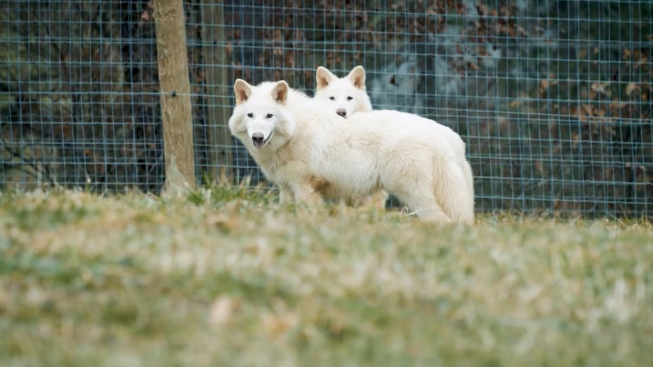 Científicos aseguran que “revivieron” al lobo terrible que se extinguió hace 10 mil años