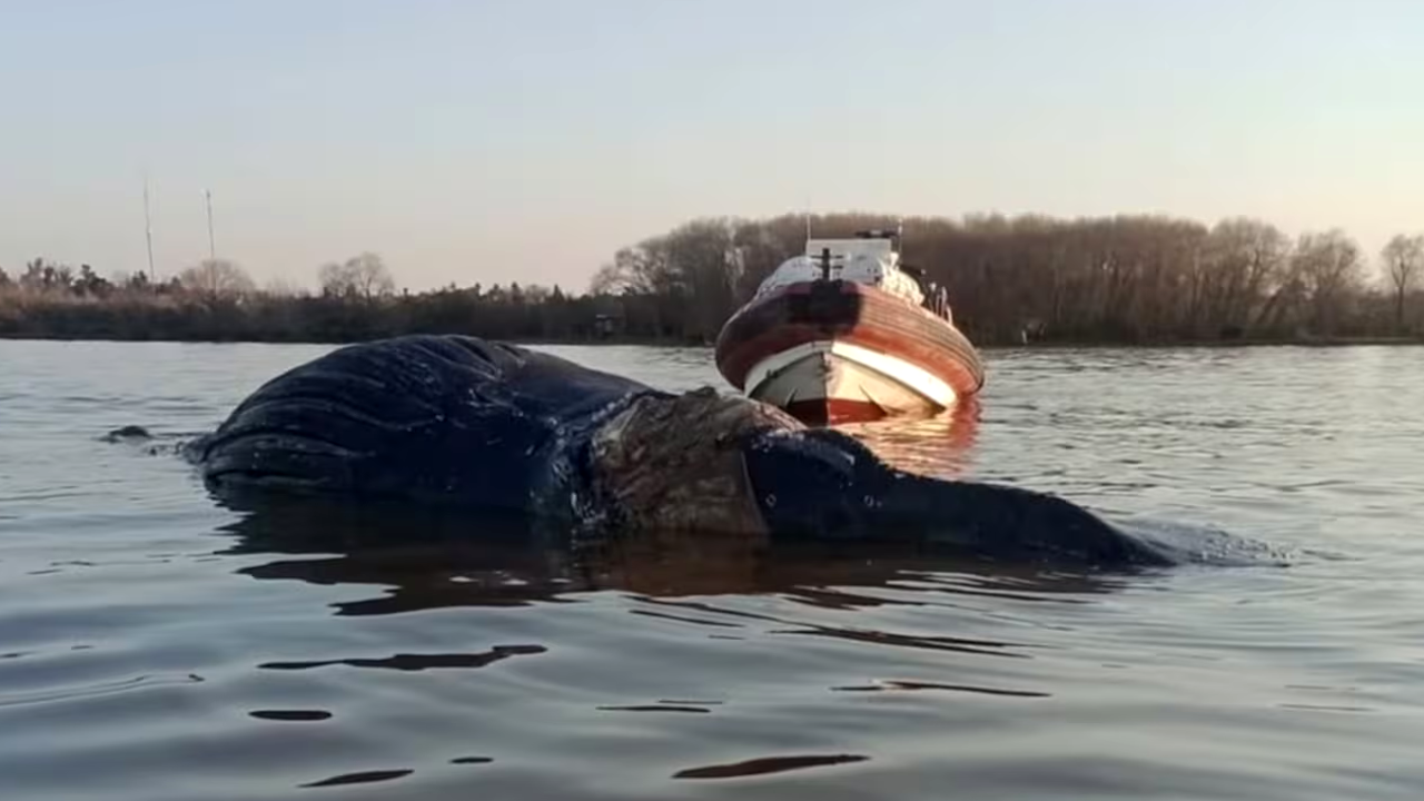 Conmoción en Zárate: apareció una ballena en el Río Paraná y creen que está agonizando