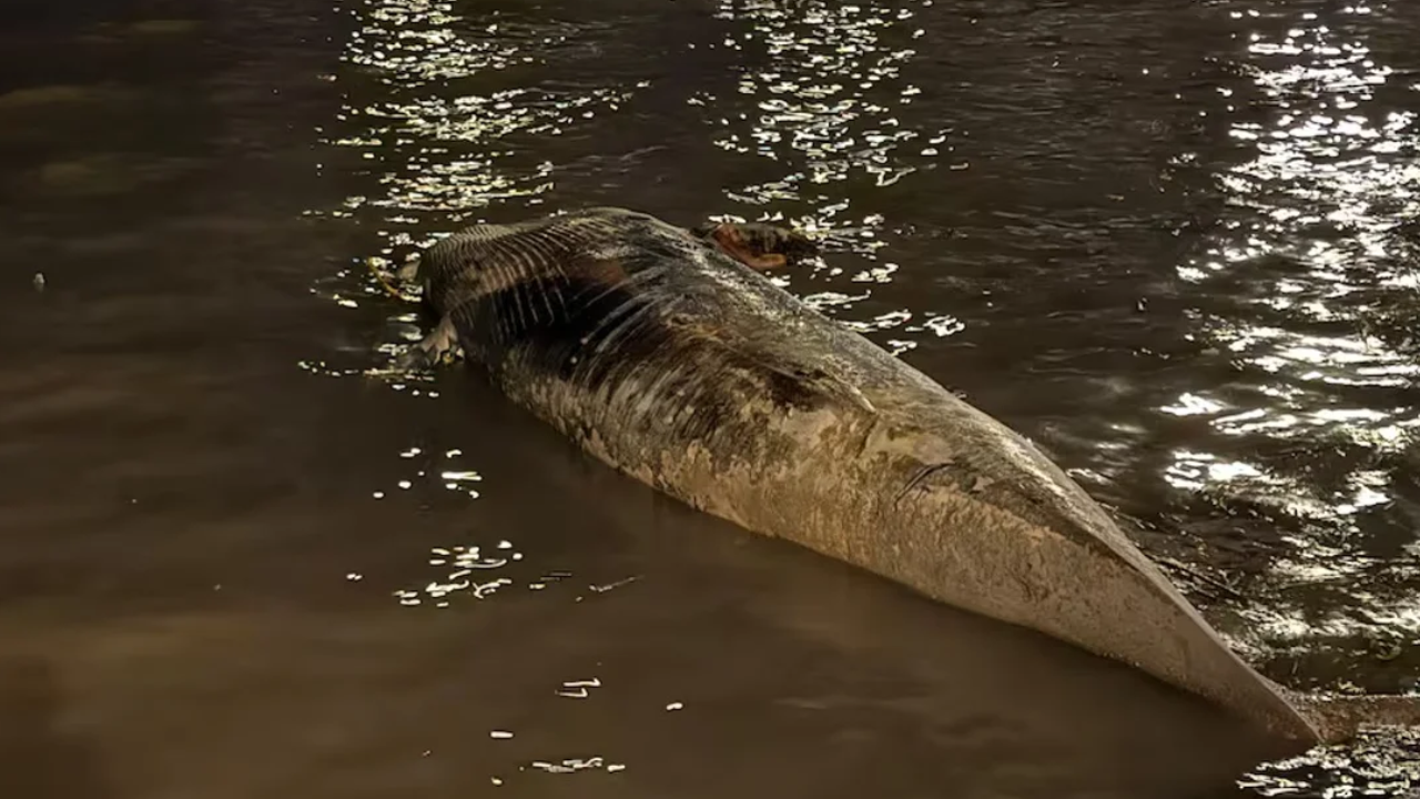 Alerta y misterio en el Río de la Plata: apareció una segunda ballena muerta en la Costanera