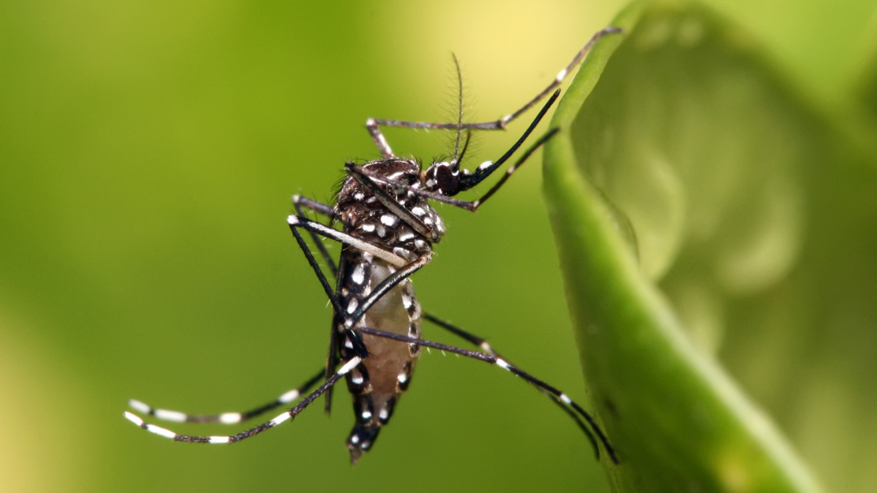 En el Día Internacional contra el Dengue, especialistas destacan la prevención