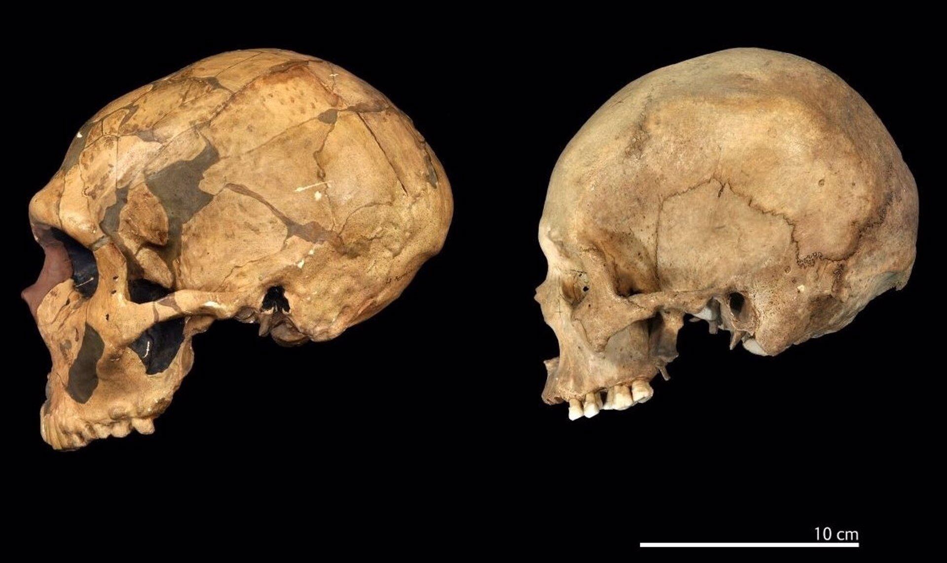 El hallazgo que reescribe la historia: encontraron el primer hijo de un neandertal y un humano moderno