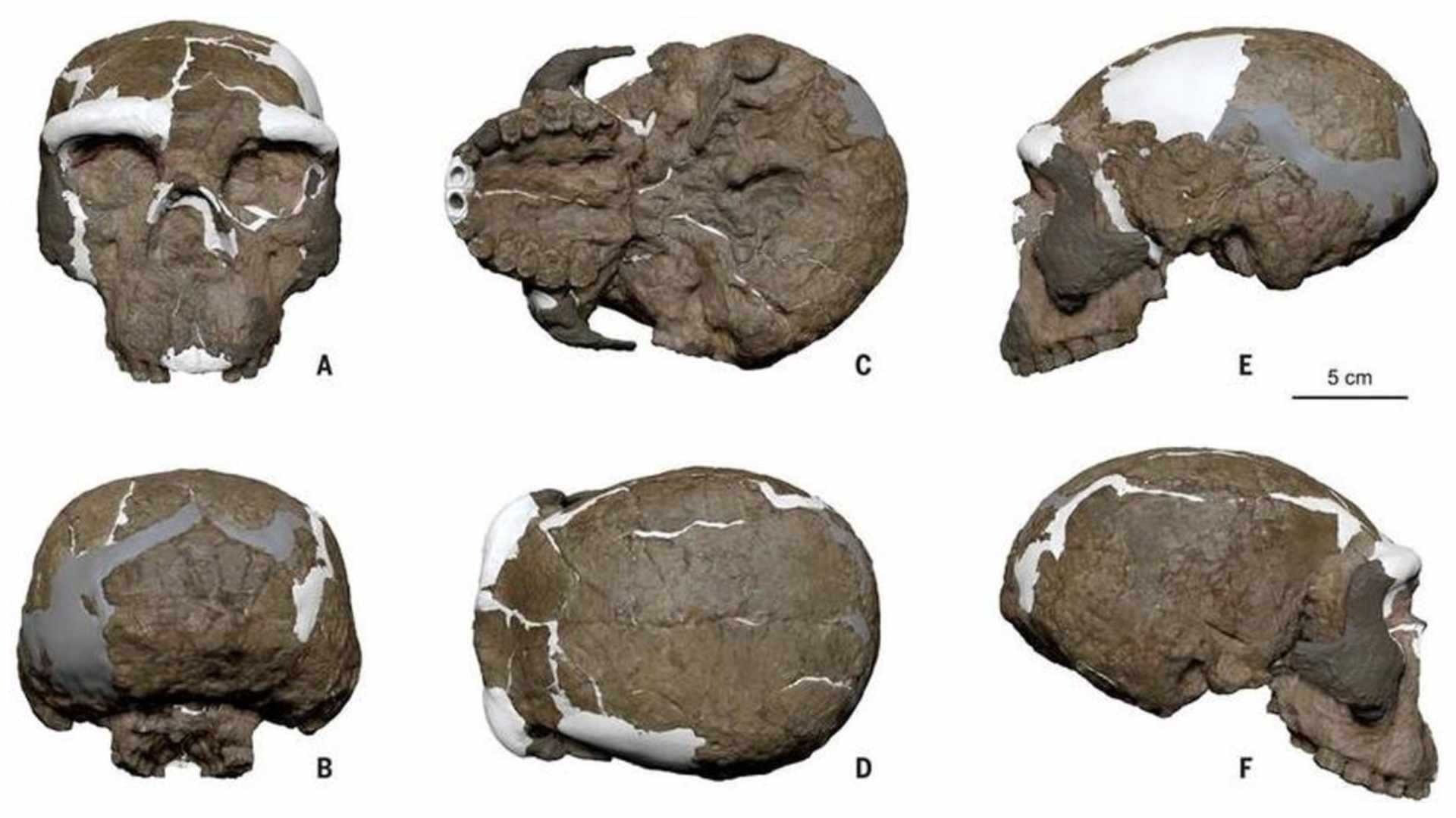 Un cráneo hallado en China cambia lo que sabíamos de la evolución humana