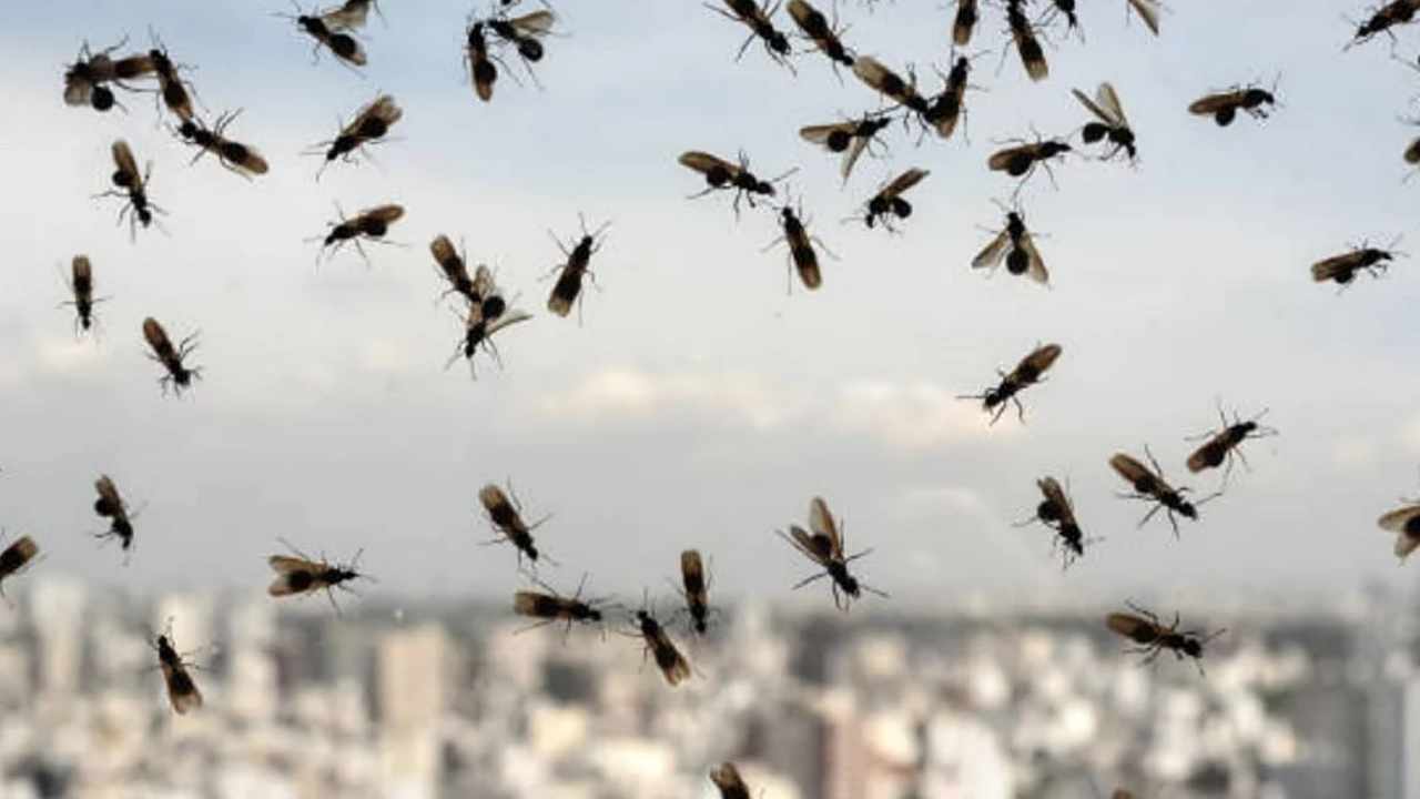 Otra vez invaden hormigas voladoras el AMBA: de qué se trata el “vuelo nupcial”
