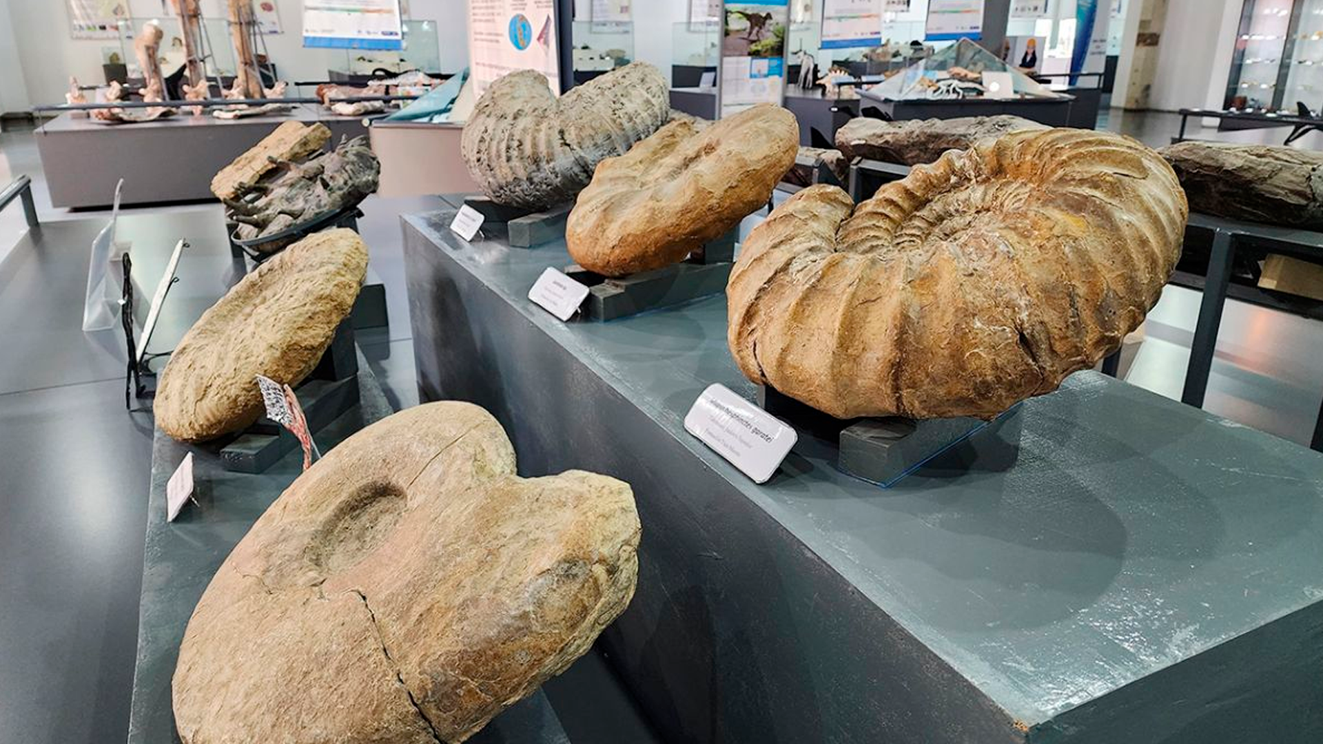 Museo Provincial en Zapala, una joya arqueológica