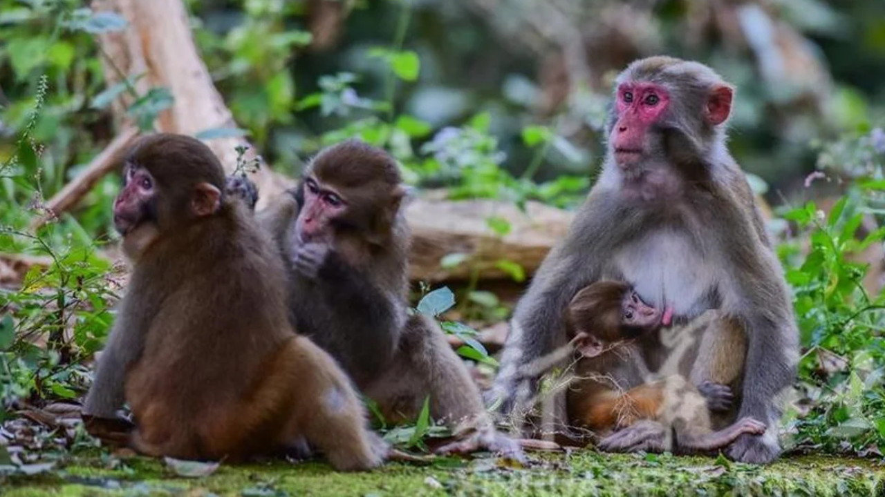 Estudiaron el panorama integral del envejecimiento natural en monos rhesus