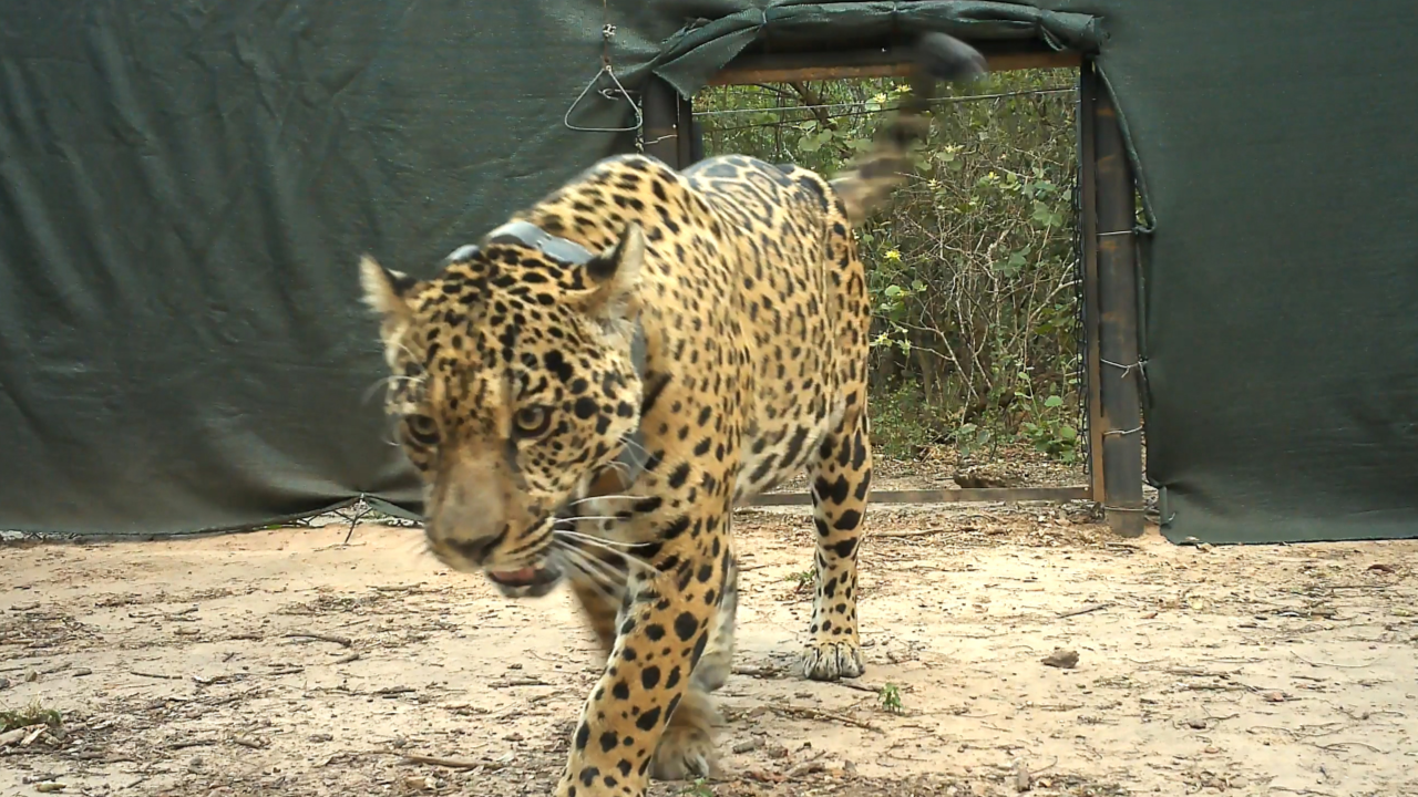 Ofrecen recompensa millonaria por datos de una yaguareté desaparecida en Chaco