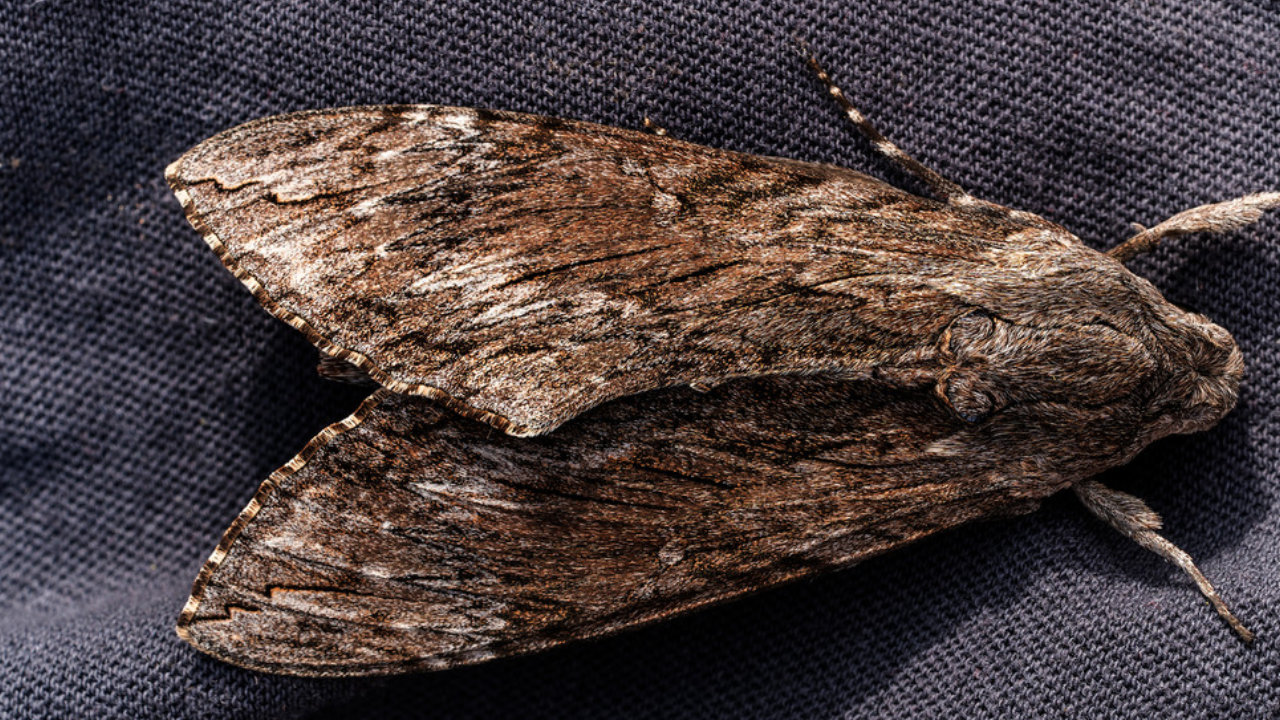 Invasión de polillas negras en la zona norte del GBA: hay chicos brotados y expertos aconsejan no tocarlas