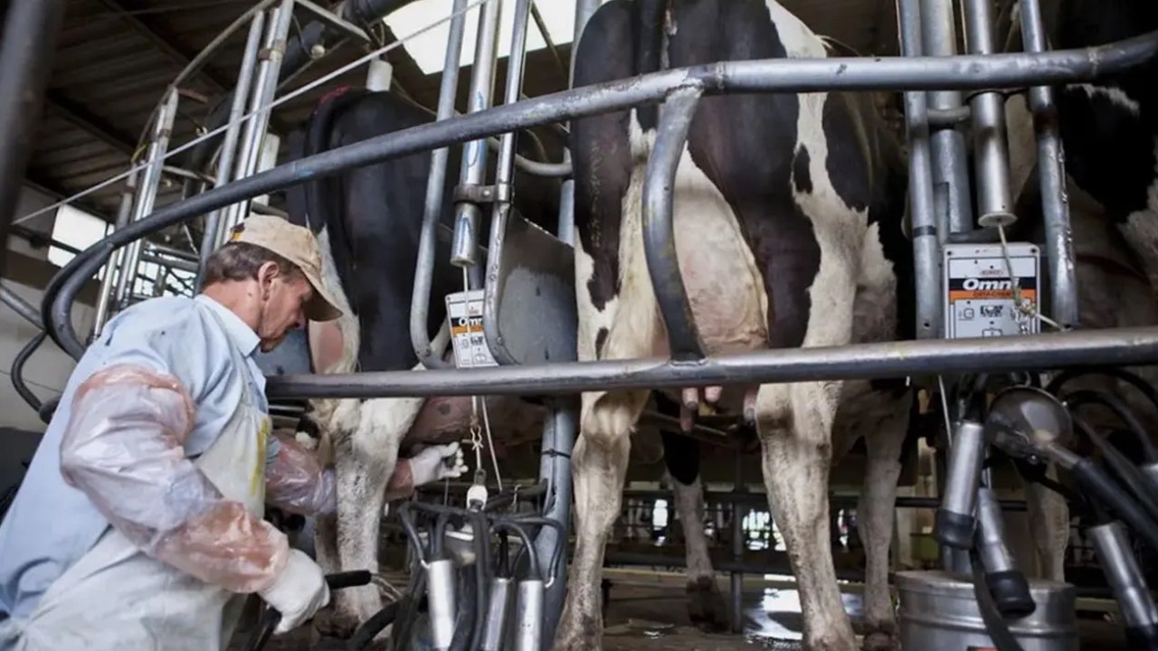La producción de leche creció 9,7% en 2025 y alcanzó el mayor volumen en 10 años