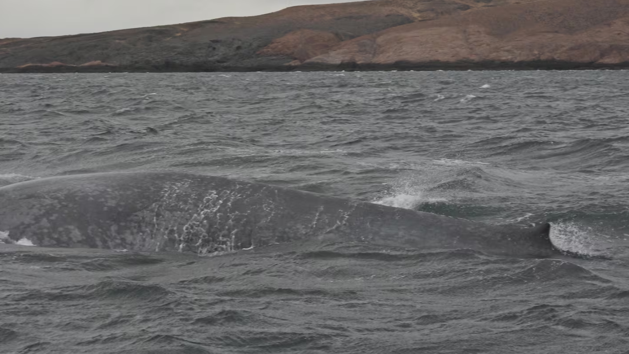 Histórico: por primera vez avistan una ballena azul en Chubut