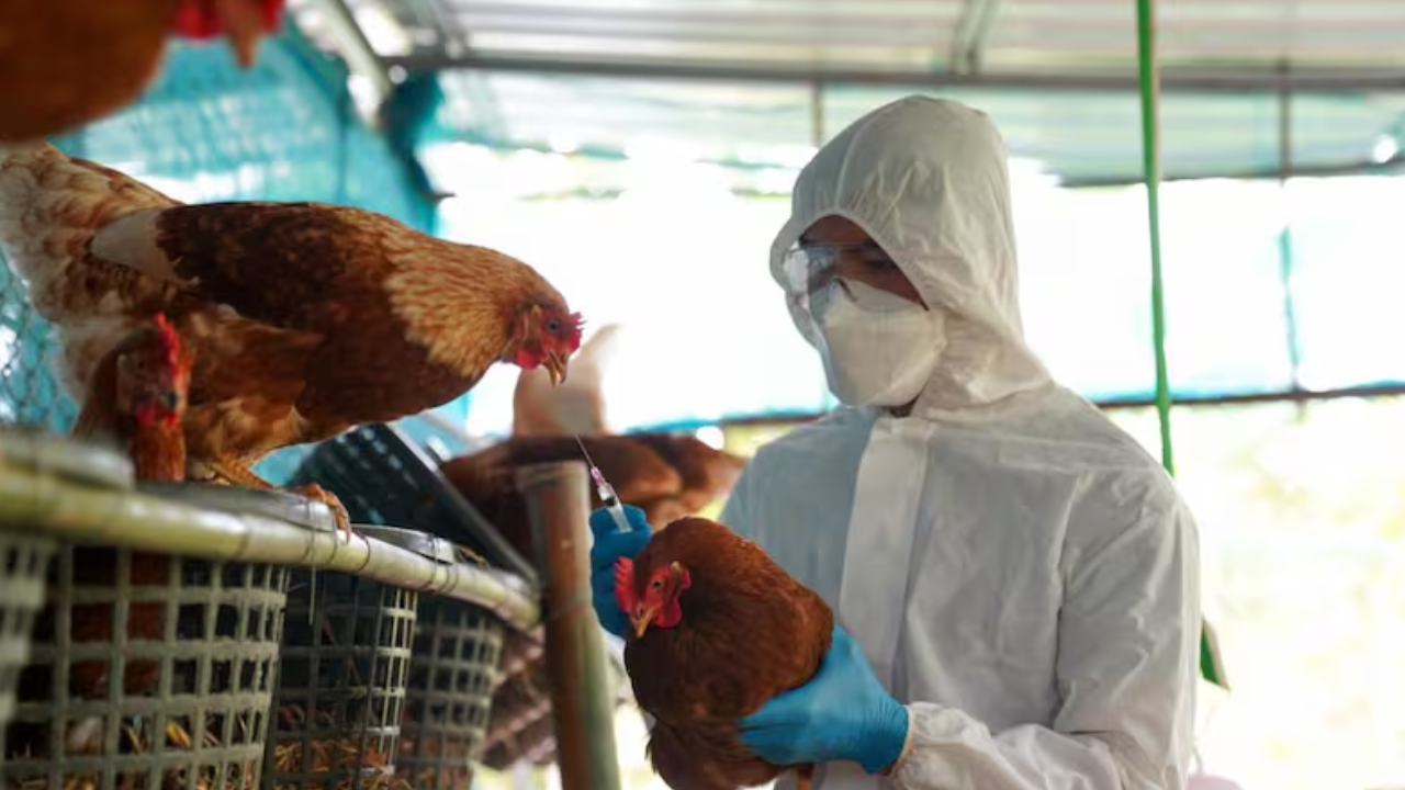 SENASA dispuso el cierre de exportaciones por brote de gripe aviar