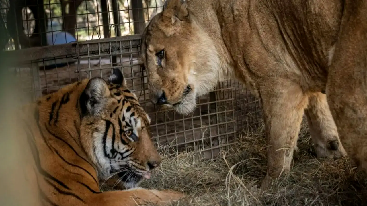 Trasladan a los animales que se encontraban en el ex zoo de Luján