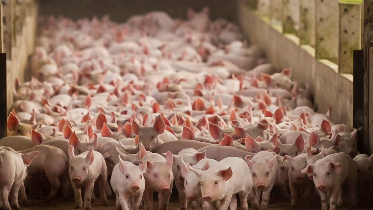 El consumo de carne de cerdo en Argentina volvió a marcar un récord en 2025