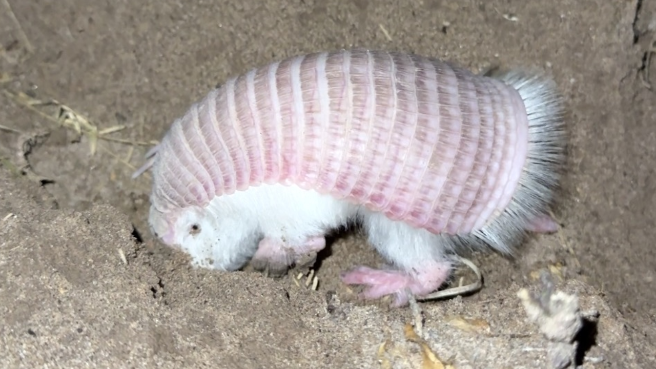 Pichiciego menor: cómo es el “hada rosa”, la especie protegida que volvió a habitar Mendoza