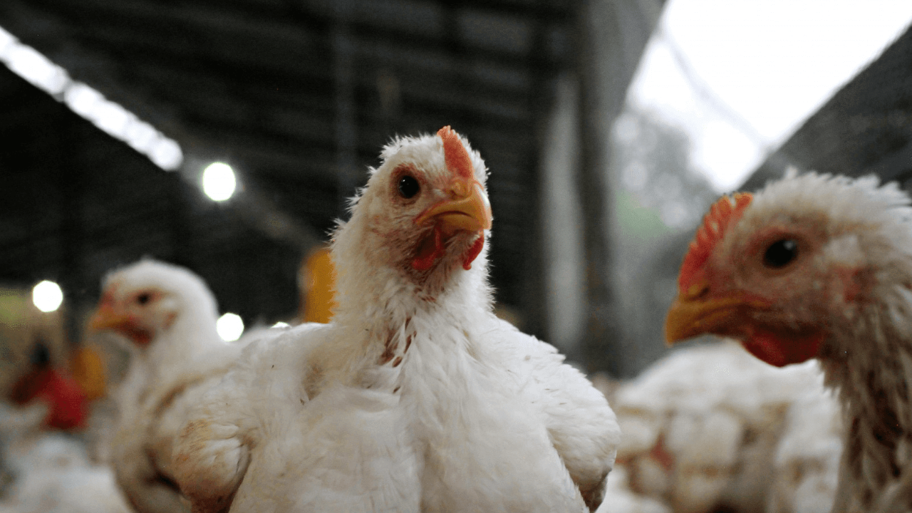 Detectaron un brote de influenza aviar en Córdoba