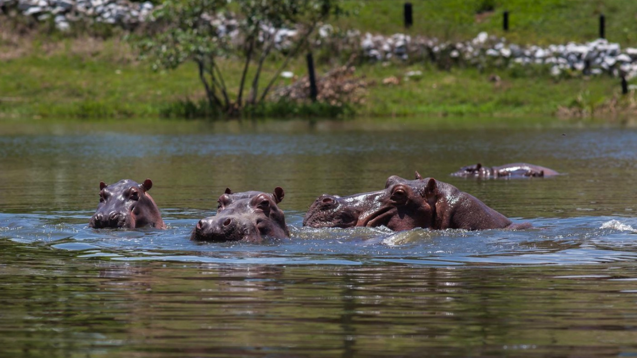 Colombia sacrificará a decenas de hipopótamos vinculados a Pablo Escobar