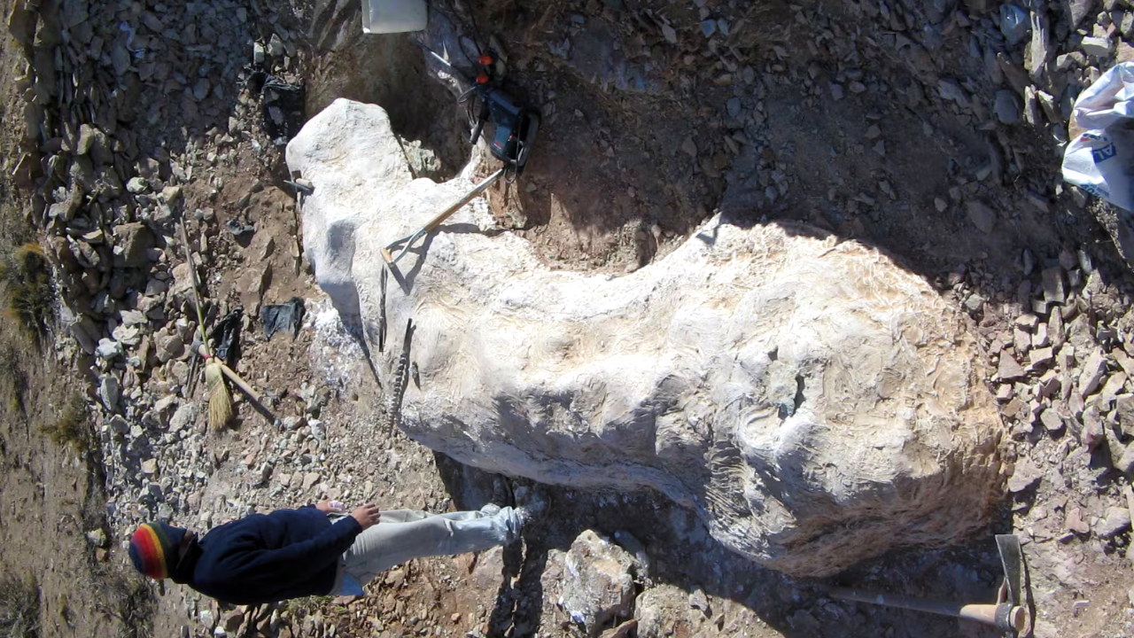 Descubren en Chubut un nuevo dinosaurio: qué se sabe del Bicharracosaurus