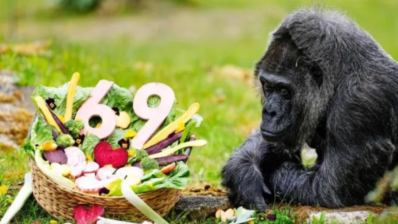 Fatou, la gorila más longeva en cautiverio, festeja sus 69 años en Berlín