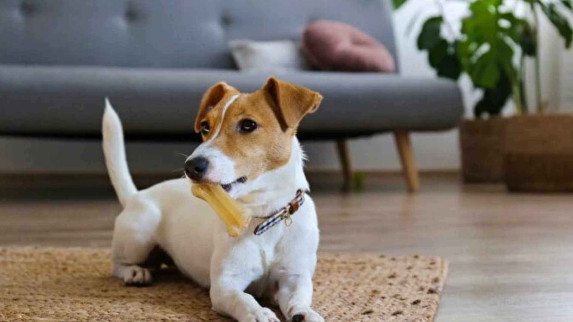 Nueva licencia laboral en Italia para cuidar mascotas enfermas