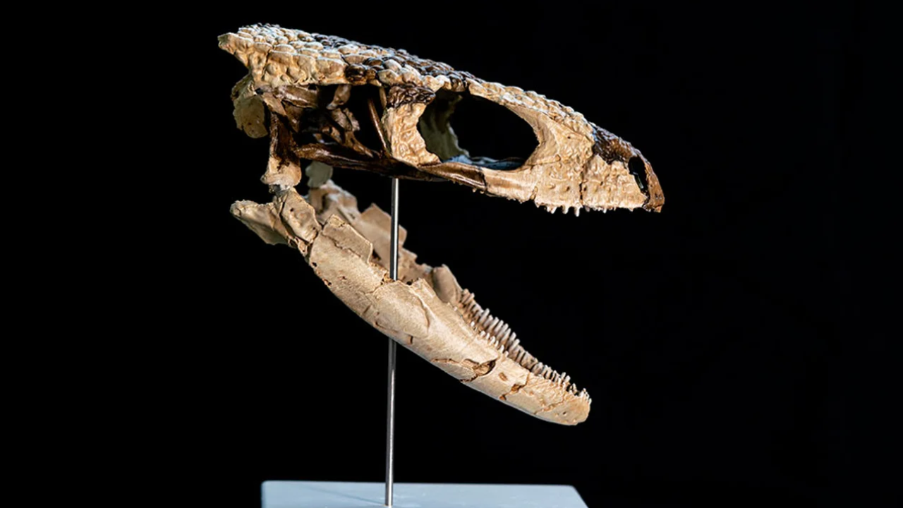 Hallan en la Patagonia un reptil de 70 millones de años y lo reconstruyen digitalmente