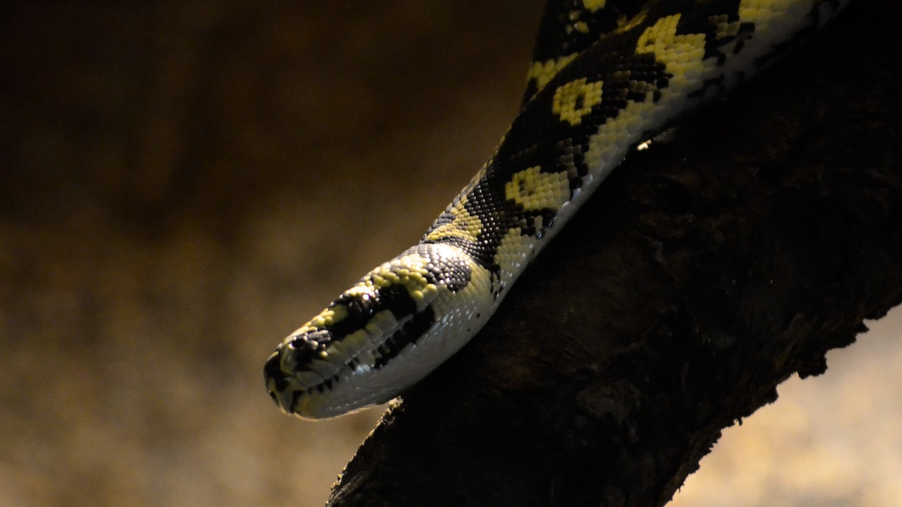 Rescatan a seis crías de serpiente “pitón alfombra“ en Entre Ríos