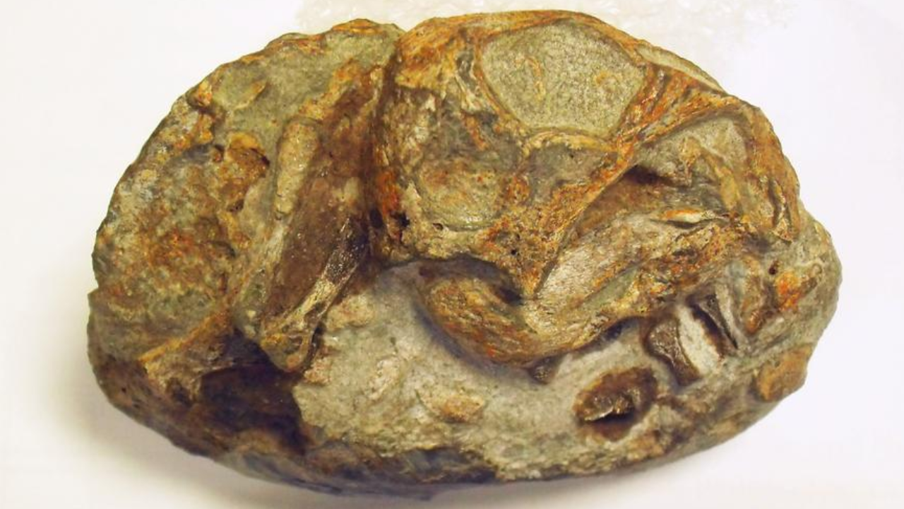 Hallazgo: un fósil de embrión confirma que los ancestros mamíferos ponían huevos