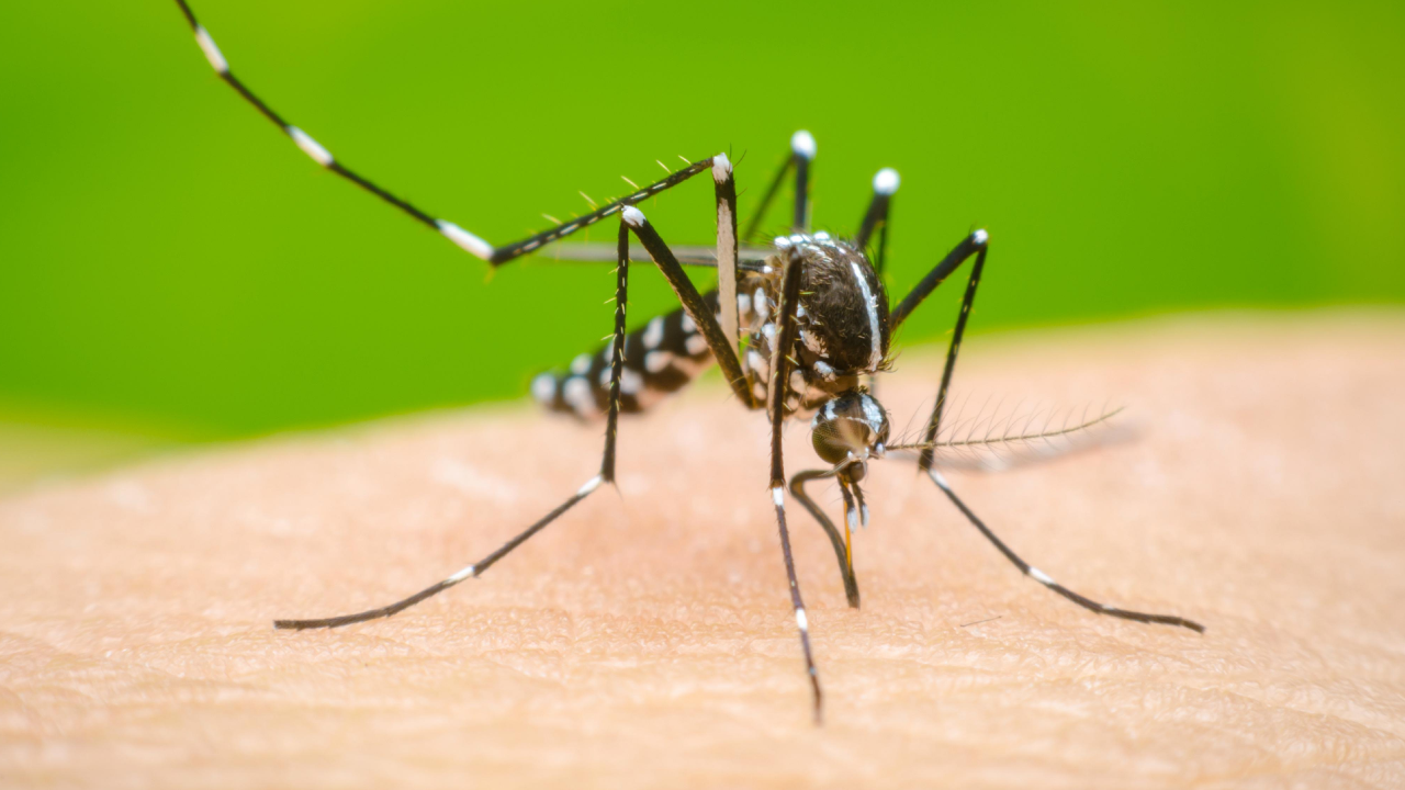 Invasión de mosquitos en el AMBA genera preocupación por el dengue