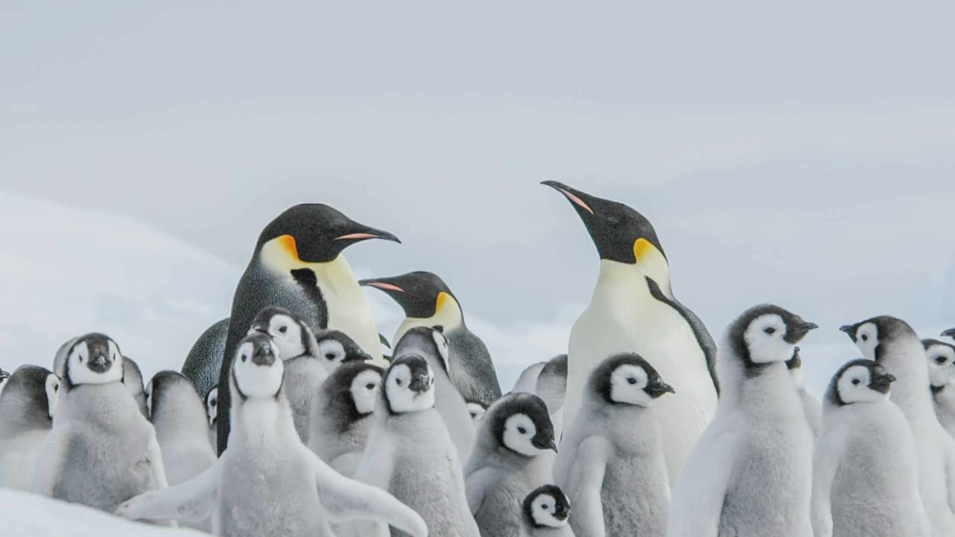 El pingüino emperador se suma a la foca peletera como especies en peligro