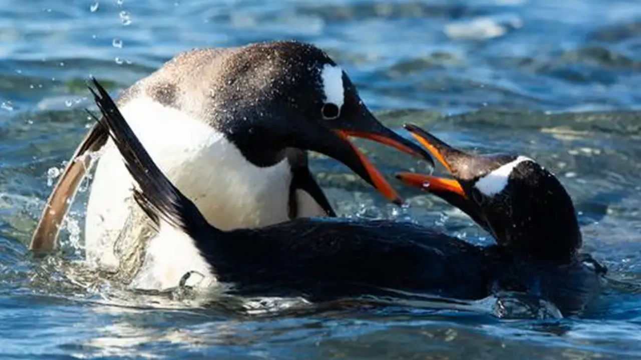 Descubren un nuevo pingüino antártico tras un siglo