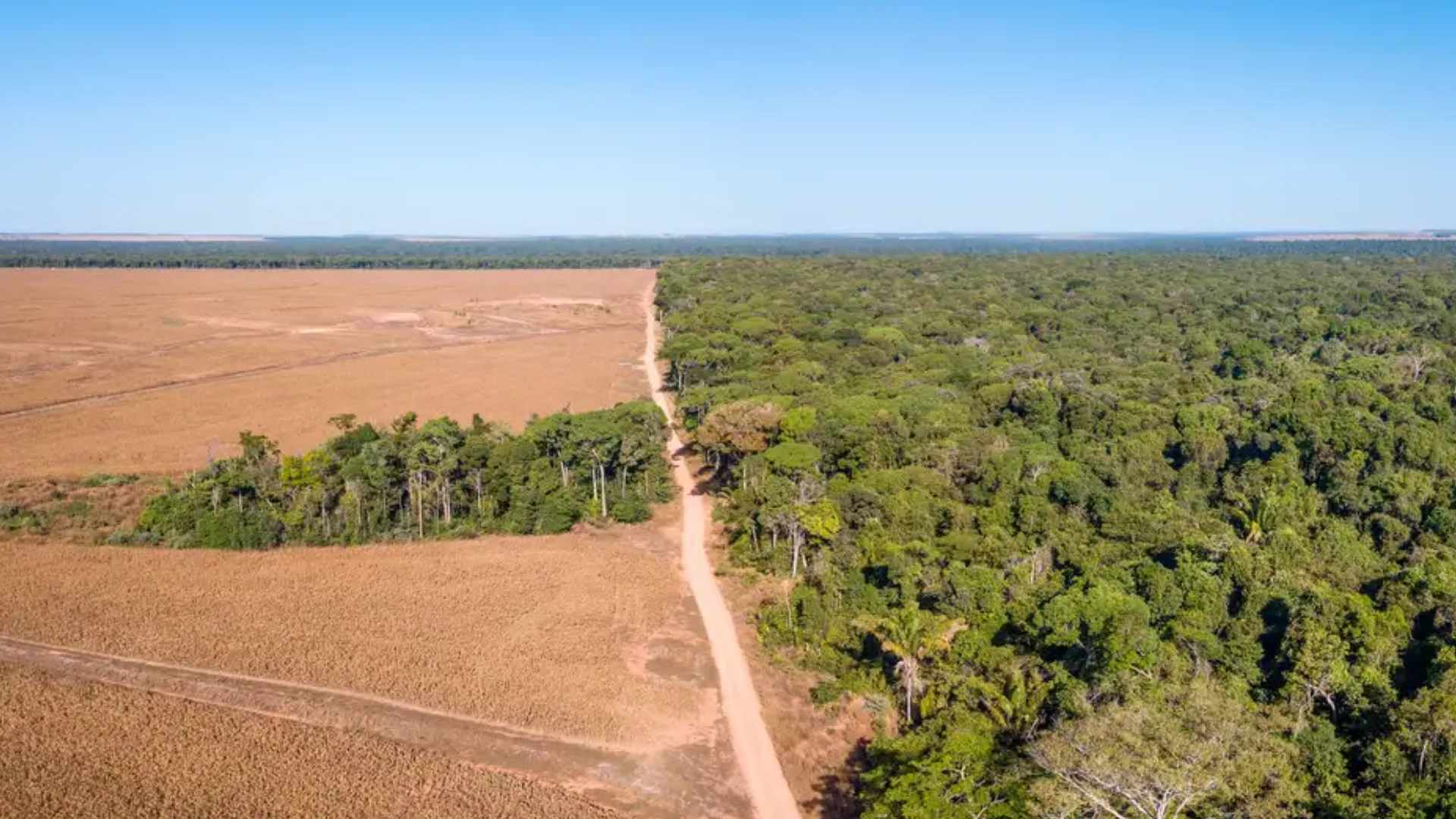 La deforestación pone en peligro de no retorno a la Amazonía