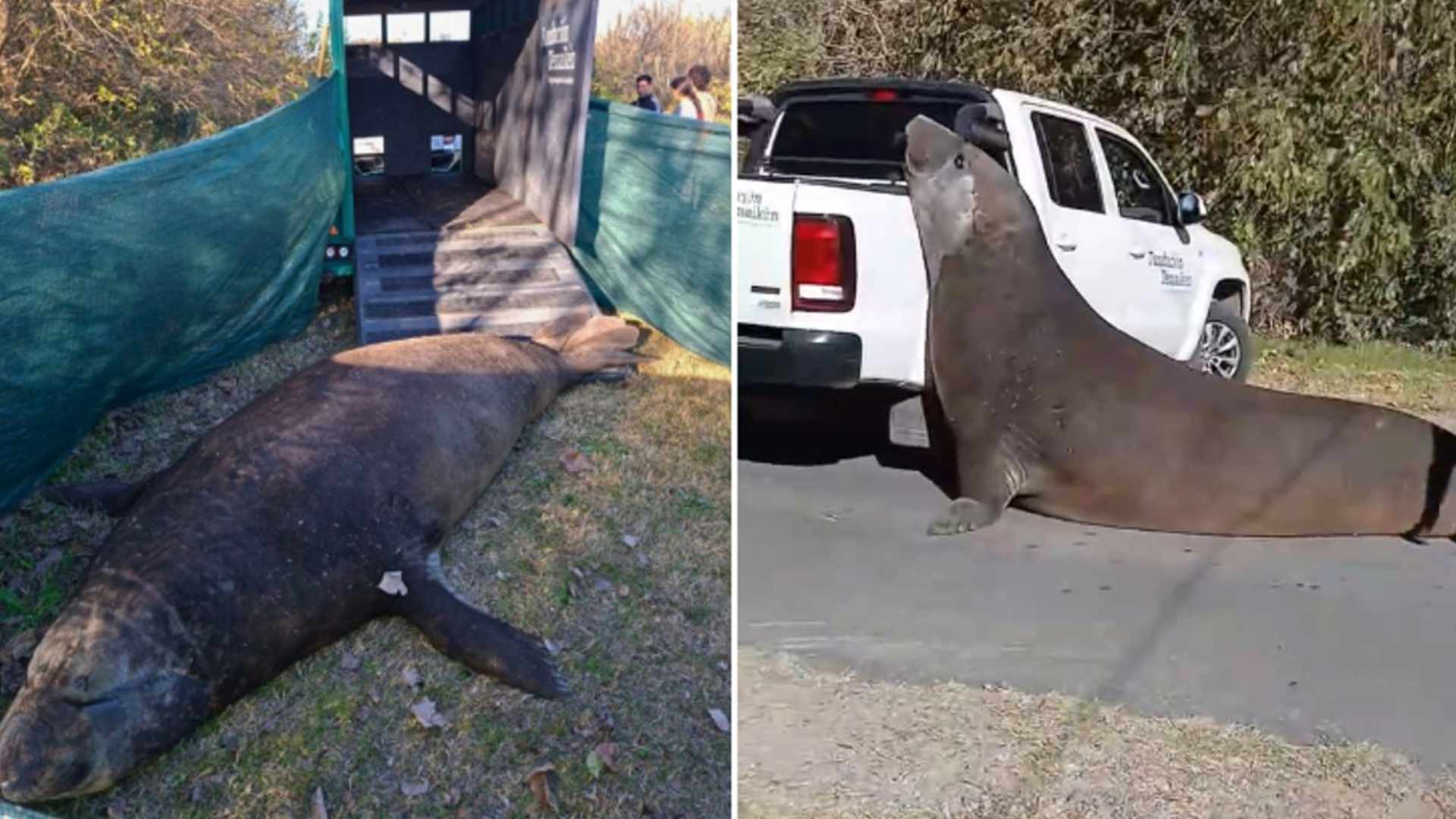 Un elefante marino, encontrado en las calles de Ensenada, fue rescatado