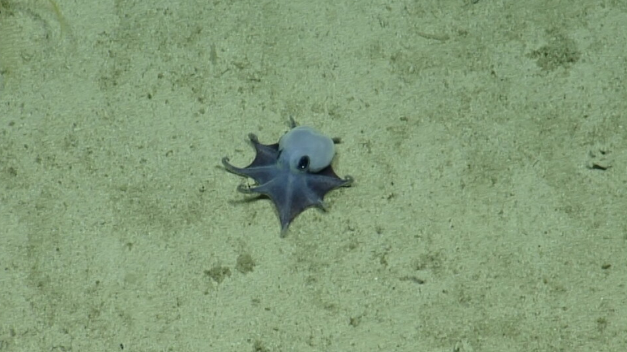 Descubren nueva especie de diminuto pulpo azul en las islas Galápagos