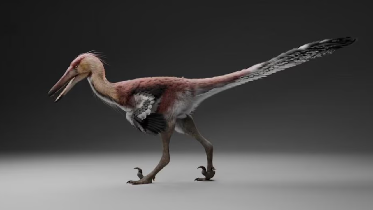 Histórico: hallan una nueva especie de dinosaurio raptor en Santa Cruz