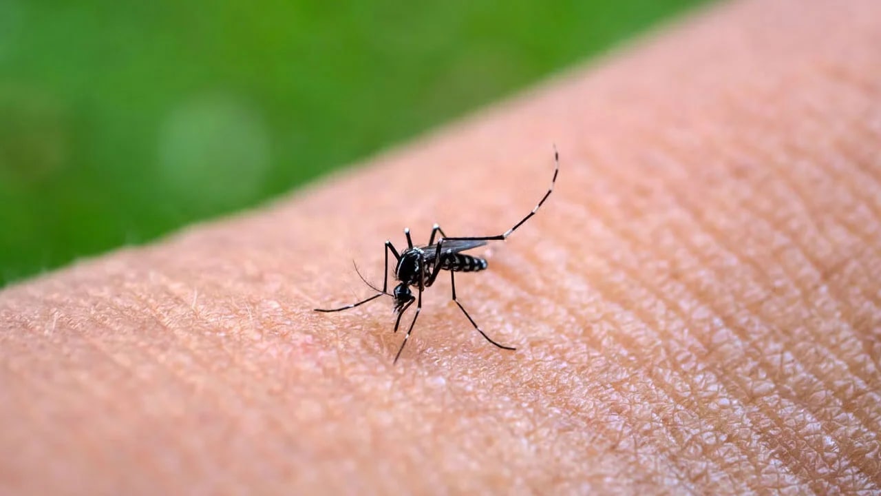 Fiebre chikungunya: se notificaron 51 nuevos casos