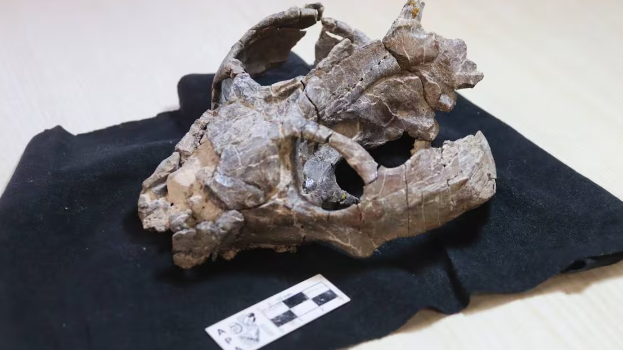 Un hallazgo en Argentina puede cambiar la historia de la reproducción de los mamíferos