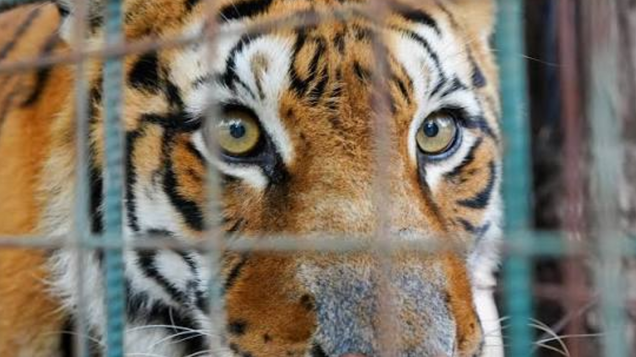 Trasladaron a 30 grandes felinos a santuarios de Estados Unidos y Sudáfrica